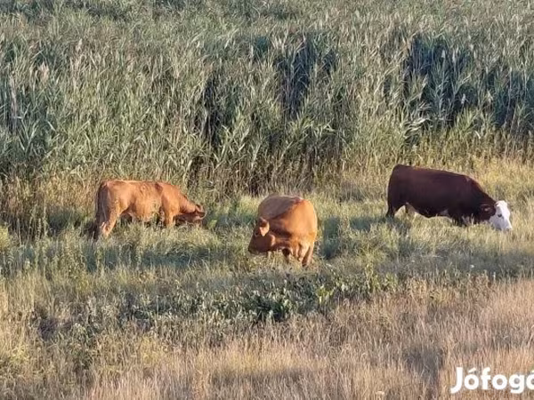 母牛, Simmental cattle