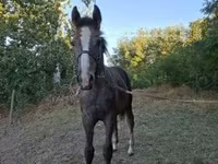 Cavalo, Cavalos — foto 2
