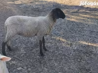 Oveja, Tsigai sheep — foto 3