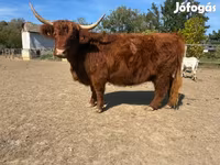 Vaca, Highland — foto 5