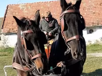 母马, Horses — 照片 2