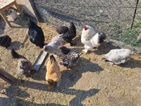 Chickens — fotografija 5