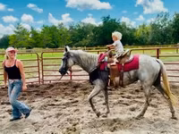 Kobila, Quarter Horse — fotografija 6
