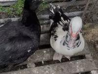 Ducks — photo 4