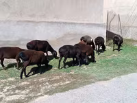 Ovelha, Ovelhas — foto 4