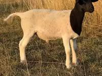 Ovan, Dorper sheep — fotografija 3