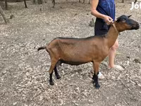 عنزة, Alpine goat — الصورة 2