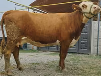 Vache, Simmental cattle — photo 7