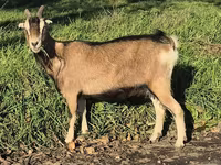Koza, Alpine goat — zdjęcie 7