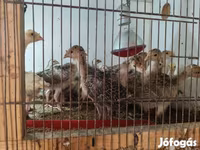 Turkeys — fotografija 3
