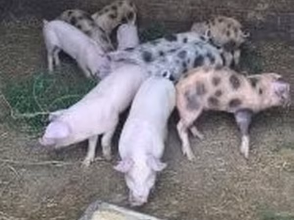Truie, Porcs — Hongrie