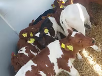 Bik, Simmental cattle — fotografija 1
