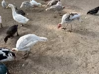 Turkeys — zdjęcie 2