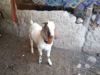 Jarac, Boer goat — fotografija 2