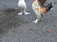 Japanski bantam — fotografija 6