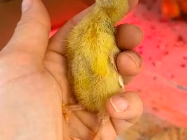 Quails — Угорщина