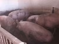 सूअर (लॉट, लिंग निर्दिष्ट नहीं), Крупная белая — फ़ोटो 2