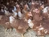 Chickens — fotografija 3