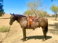 Pastuv, Quarter Horse — fotografija 3
