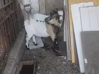Jarac, Dutch Landrace goats — fotografija 4