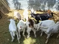 تيس, Saanen goat — الصورة 1