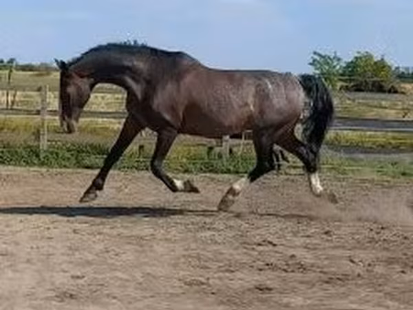 Koń, Dutch warmblood horse