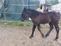Égua, Hungarian horse breed — foto 2