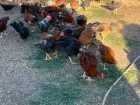 Chickens — fotografija 2