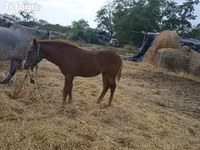 公马, Horses — 照片 5