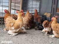 Bantam Pekín — foto 2
