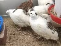 Quails — fotografija 2