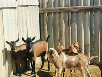 Jarac, Nubian Goat — fotografija 1