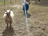Widder, Racka sheep — Foto 4