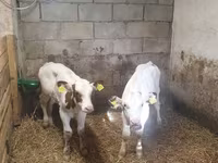 雄牛, Simmental cattle — 写真 3