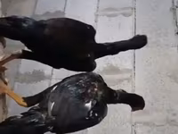 Ajam cemani — fotografija 2