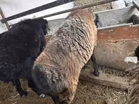 Ovca, Blackheaded Persian sheep — fotografija 4