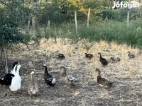 كريستد — الصورة 2