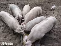 सूअर (लॉट, लिंग निर्दिष्ट नहीं), सूअर — फ़ोटो 1