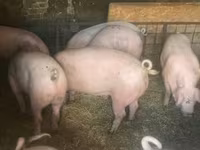 Locha, Świnie — zdjęcie 1