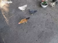 Chickens — Foto 4