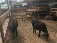 Brebis, Moutons — photo 3