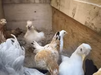 Chickens — Foto 2