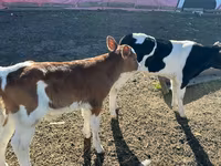 Byk, Russian Black pied cattle — zdjęcie 3