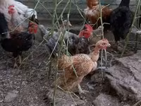 Chickens — fotografija 2