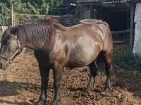 Koń, Hungarian horse breed — zdjęcie 4