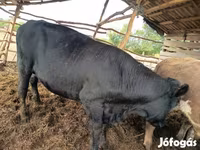 Byk, Simmental cattle — zdjęcie 4