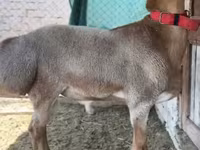 Baran, Rhon sheep — zdjęcie 8