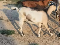 बकरा, बकरियाँ — फ़ोटो 2
