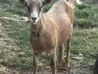 Goat, Alpine goat — photo 1