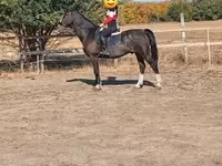 Koń, Dutch warmblood horse — zdjęcie 4